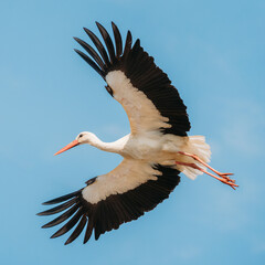 Adult European White Stork Flies In Blue Sky With Its Wings Spread Out © Great Brut Here