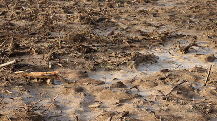 plowed ground in the forest