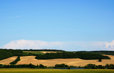 Fototapeta premium Golden wheat field on undulating hills with lush green forest. summer scene. harvest concept. farming and agriculture. clear blue sky. panoramic landscape and naure scene. food production. wide open m