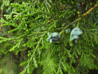Close-up of green Oriental thuja (Platycladus orientalis) branch. Coniferous tree macro cones and...