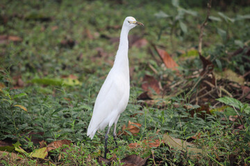 white heron ardea cinerea