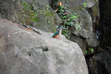 日本　カワセミ　翡翠