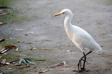 great white heron