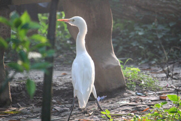 great blue heron