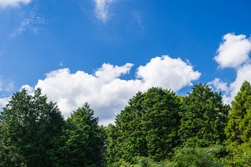 秋晴れの空と森林