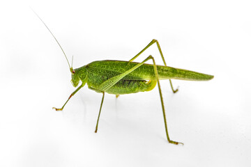 mantis in autumn green foliage 