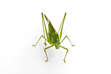 mantis in autumn green foliage 