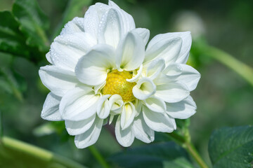 Imperfect shapetd white dahlia blossosom.