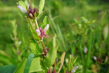 Gentianella amarella (also called autumn gentian, autumn dwarf gentian, autumn felwort) with a natural background