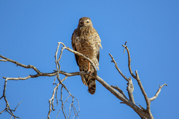 bird of prey