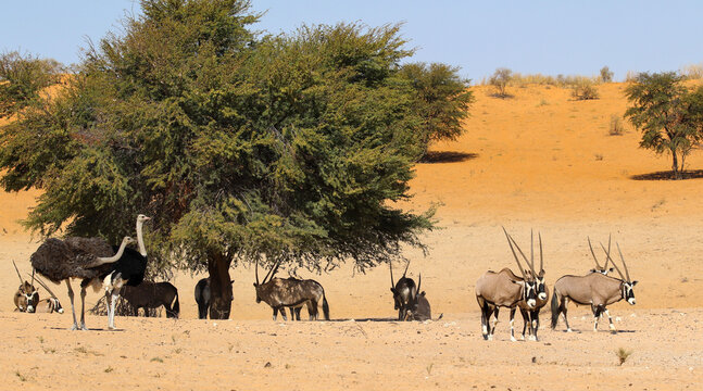 desert animals of the kalahari around a big tree