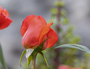 Rose rosse in close up 