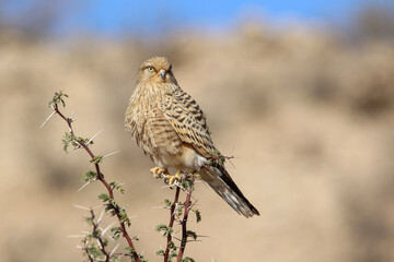 red tailed hawk