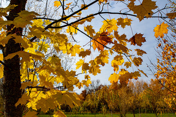 autumn leaves on a tree