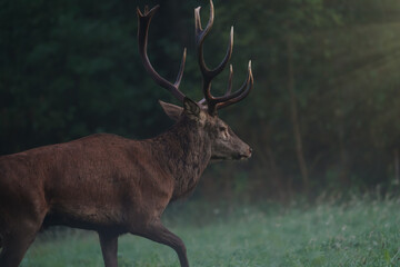 Close-up shot of a brown deer in a field and the rays of the sun on it