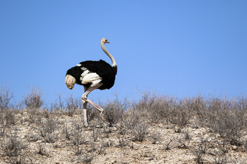ostrich in the kalahari