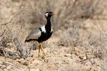 white-quilled korhaan