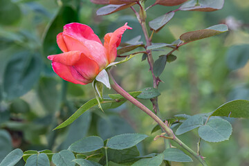 Primo piano di rose rosse 