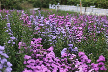 Photo of Marguerite flower field in park