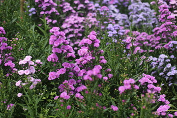 Obraz premium Photo of Marguerite flower field in park