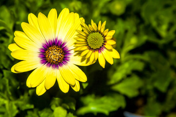 Yellow Cape Marguerite daisies , early and full bloom closeup.
 
