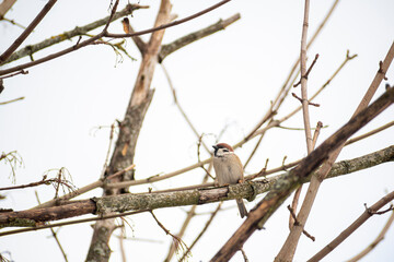 Tiny sparrow on withered branch. Dried bush contrasting with bright cloudy sky. Wildlife photography in the woods. Selective focus on the bird, blurred background.