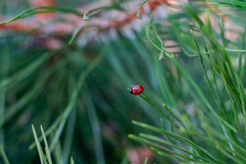 ladybug on grass