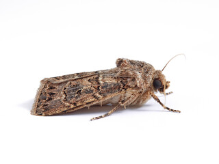 Great Dart in a white background. Agrotis bigramma.    