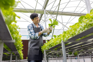 Portrait of young man farmer harvesting vegetables from hydroponics farm in morning. Organic fresh...