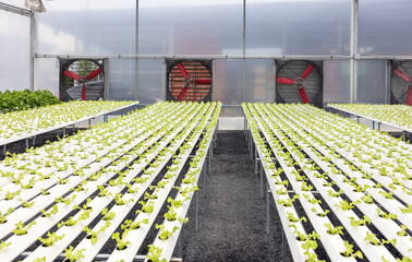Lettuce production in a greenhouse using a fan system and a hydroponics system