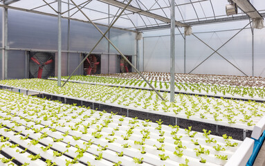 Lettuce production in a greenhouse using a fan system and a hydroponics system