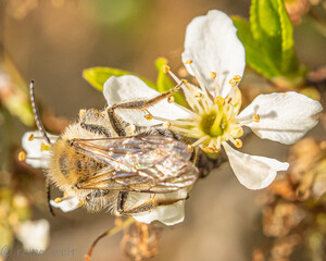 Ein Makro von einer Biene auf einer weißen Blüte!