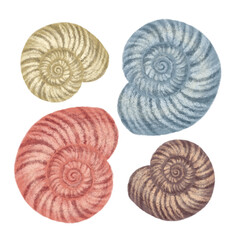 Set seashells hand drawn colorful illustration