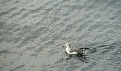 Seabirds swimming on the surface of the harbor