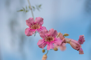 Obraz premium Colorful flowers with striking tones that stand out for their vividness and luminosity