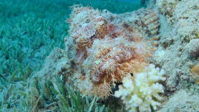 Close-up portrait of Scorpion fish lie on coral. Bearded Scorpionfish (Scorpaenopsis barbata). Slow motion