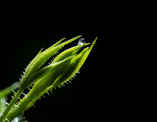 Macro rain drop on green leaf with sun shining in evening. Drops of dew with transparent water on a green leaf after rain, Beautiful Fresh natural background for eco friendly concept