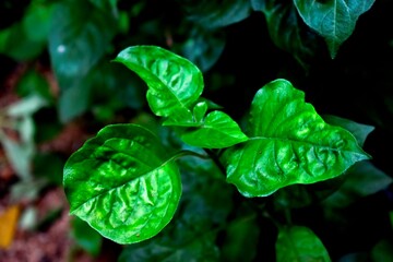 clover in the garden