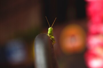 Grasshopper Peaking
