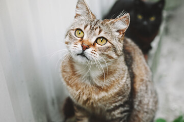 Tabby cat portrait. A beautiful white-brown cat with yellow eyes with a black cat is sitting on the...