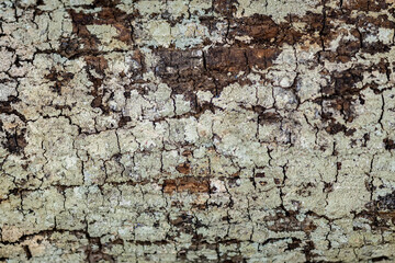 bark of tree