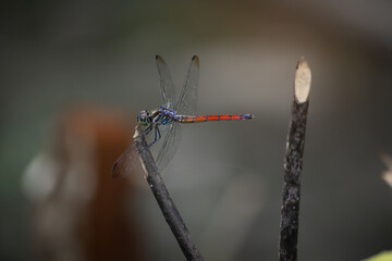 A dragonfly flies onto a branch.