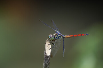 A dragonfly flies onto a branch.