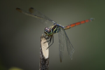A dragonfly flies onto a branch.