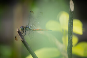 A dragonfly flies onto a branch.