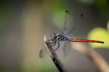 A dragonfly flies onto a branch.