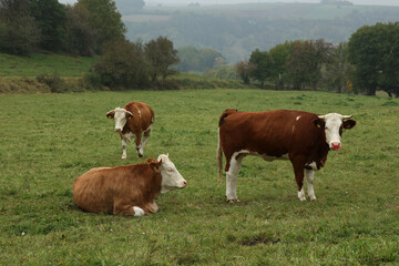 Cows graze calmly on a green meadow