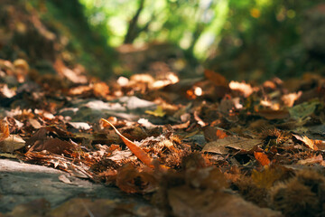 Mountain Path With A Carpet Of Chestnut Husks