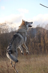Obraz premium Wolf in wildlife, czechoslovakian Wolfdog