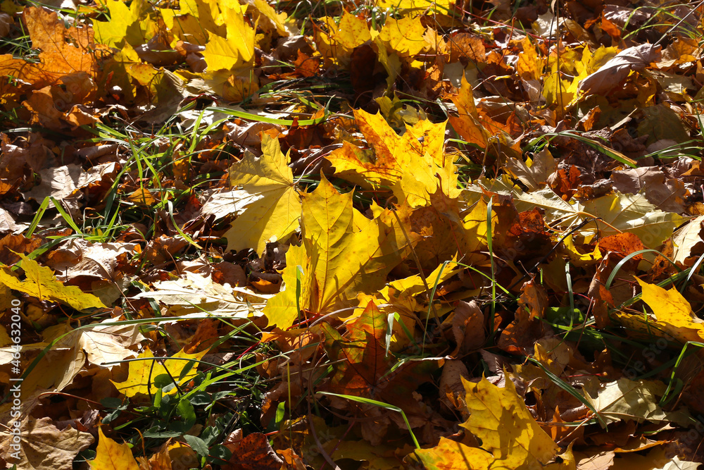 Canvas Prints close-up of fallen leaf of maple tree glowing in sunlight
